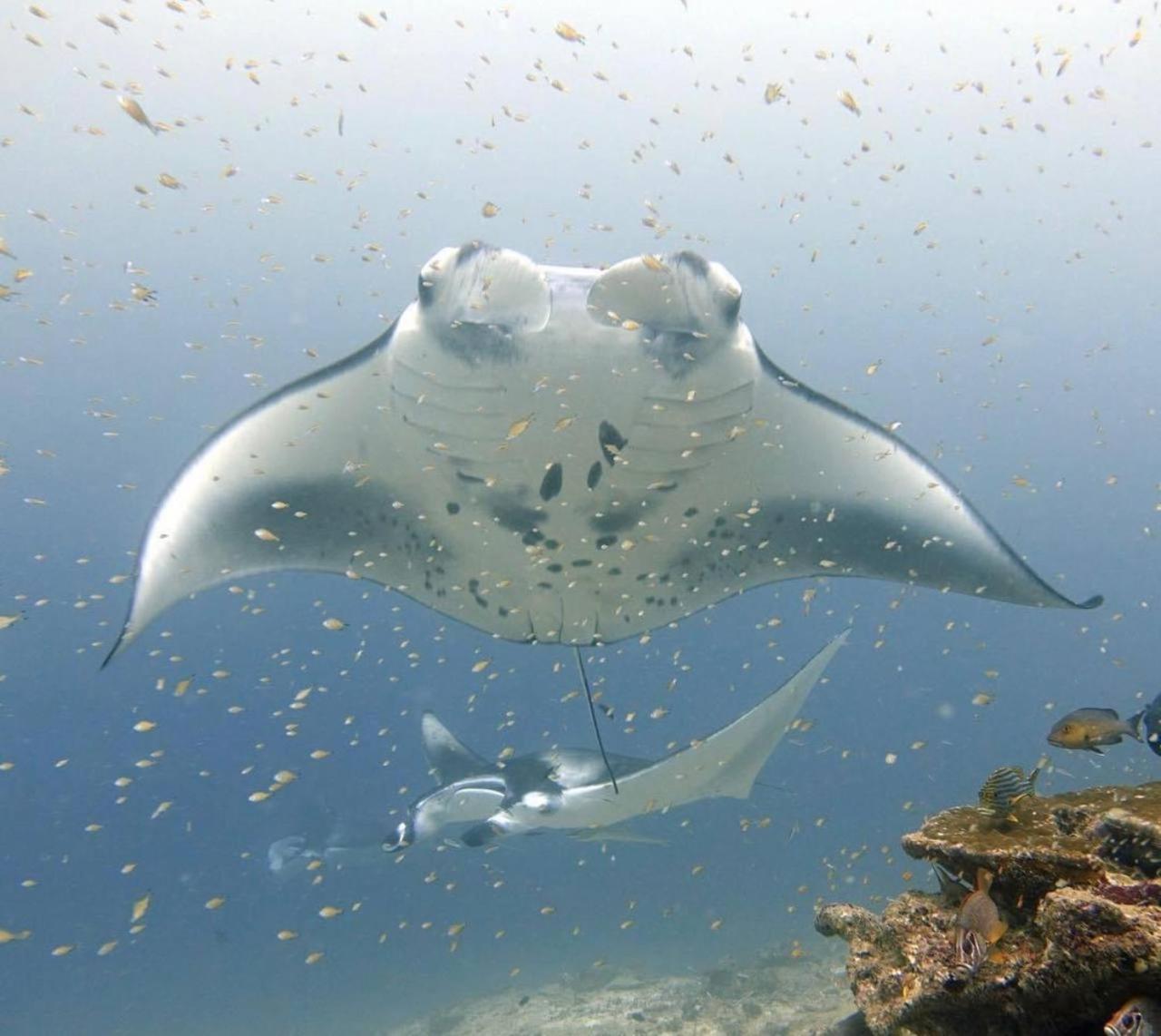 Turtle Maldives - Your Gateway To The Beach & Marine Adventures Await! Omadhoo Esterno foto
