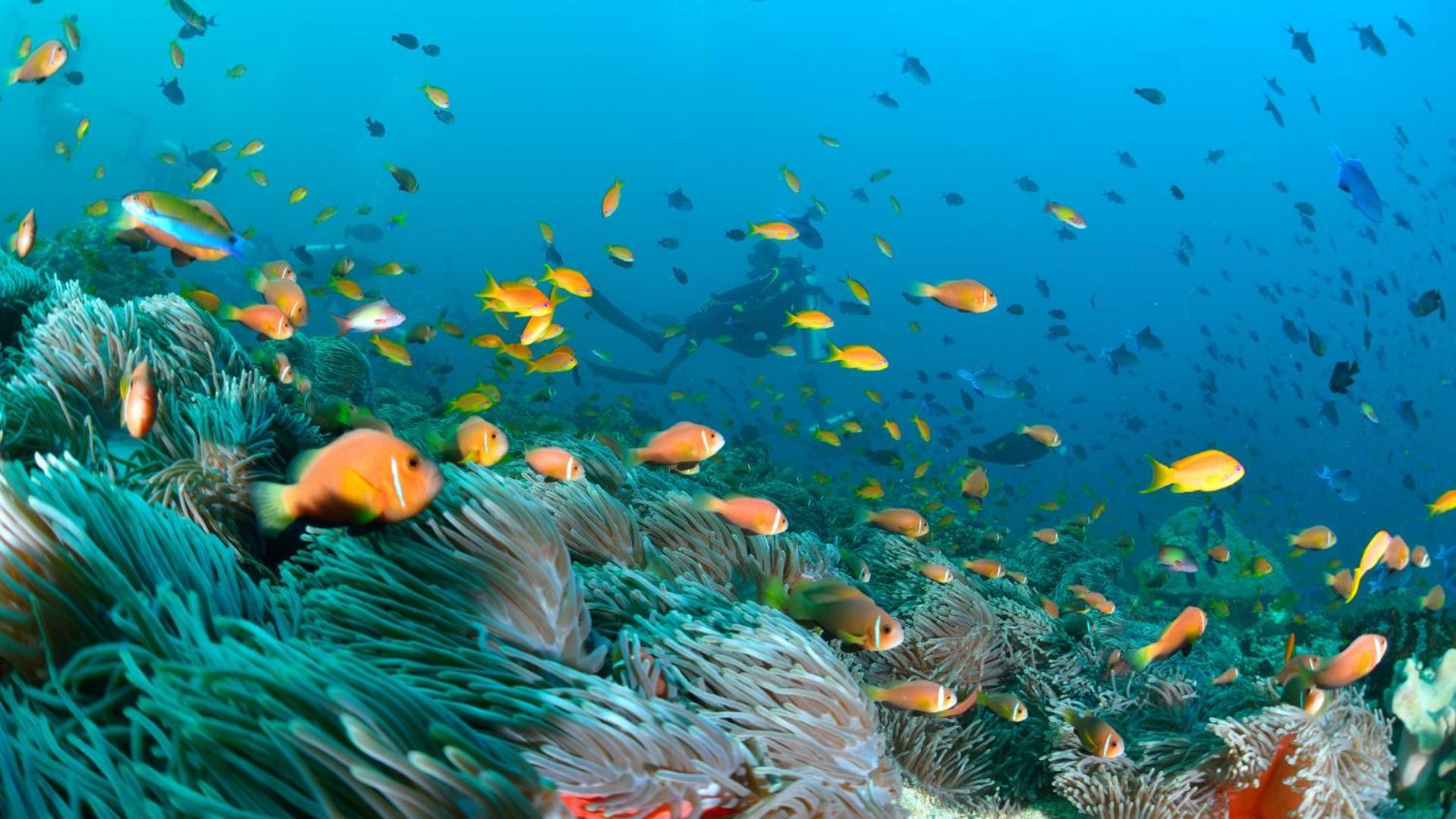 Turtle Maldives - Your Gateway To The Beach & Marine Adventures Await! Omadhoo Esterno foto